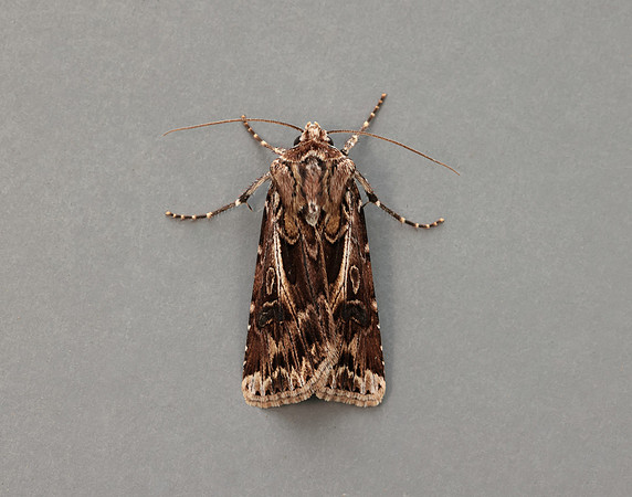 73.322 BF2085 Archer's Dart Agrotis vestigialis