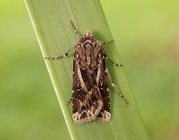 73.322 BF2085 Archer's Dart Agrotis vestigialis