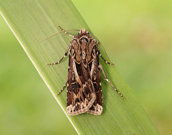 73.322 BF2085 Archer's Dart Agrotis vestigialis