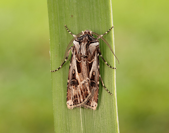 73.322 BF2085 Archer's Dart Agrotis vestigialis