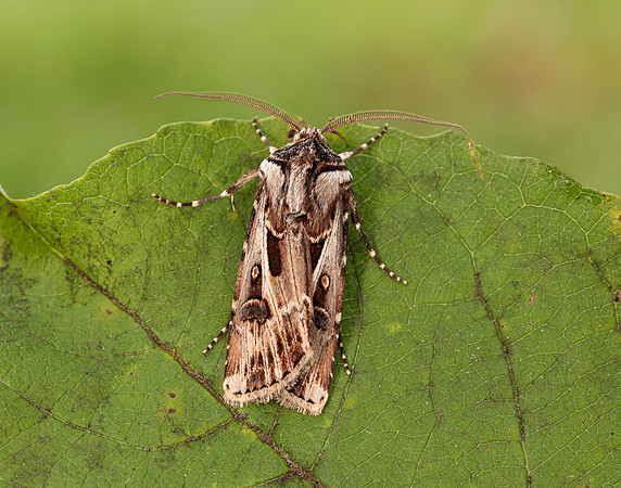 73.322 BF2085 Archer's Dart Agrotis vestigialis