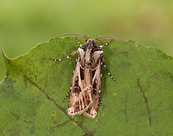 73.322 BF2085 Archer's Dart Agrotis vestigialis