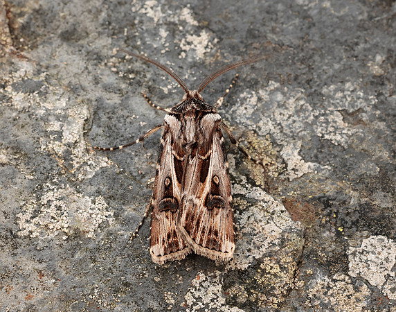73.322 BF2085 Archer's Dart Agrotis vestigialis