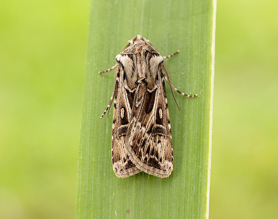 73.322 BF2085 Archer's Dart Agrotis vestigialis