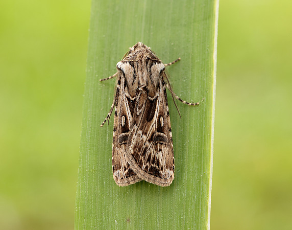 73.322 BF2085 Archer's Dart Agrotis vestigialis