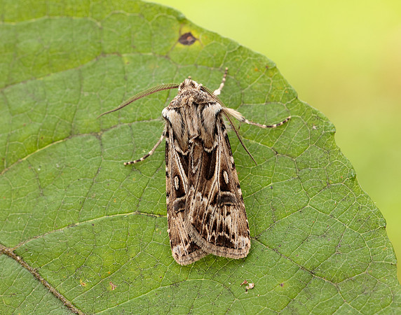 73.322 BF2085 Archer's Dart Agrotis vestigialis