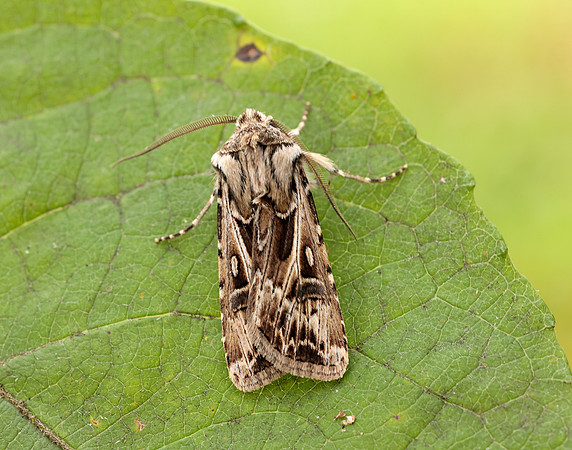 73.322 BF2085 Archer's Dart Agrotis vestigialis