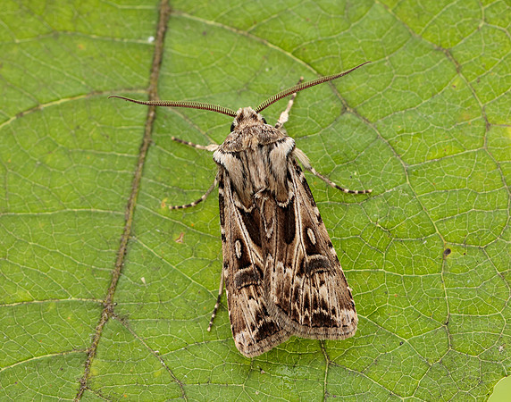 73.322 BF2085 Archer's Dart Agrotis vestigialis