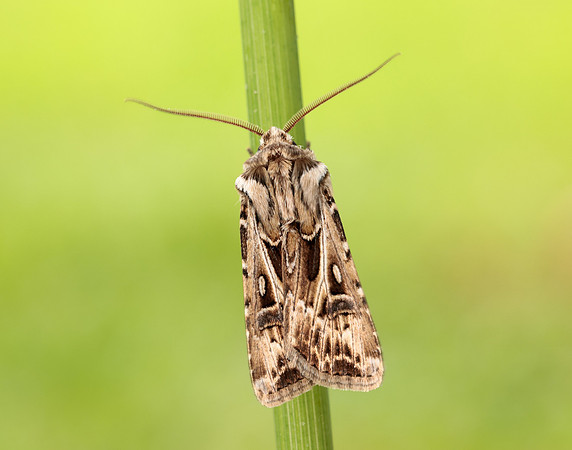 73.322 BF2085 Archer's Dart Agrotis vestigialis