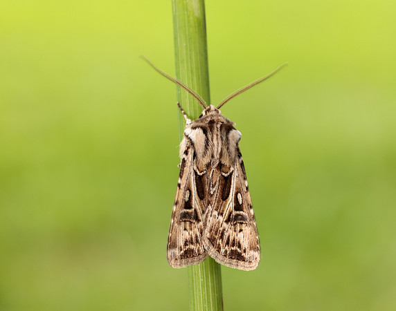 73.322 BF2085 Archer's Dart Agrotis vestigialis