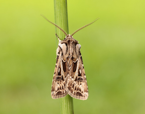 73.322 BF2085 Archer's Dart Agrotis vestigialis