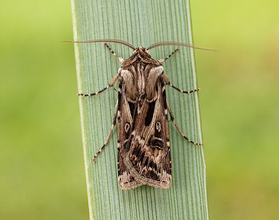 73.322 BF2085 Archer's Dart Agrotis vestigialis