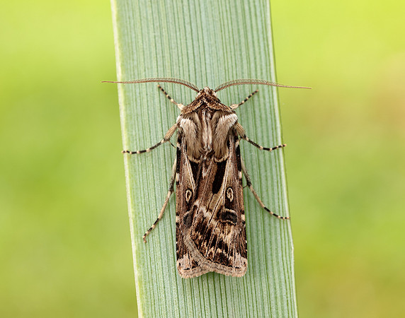 73.322 BF2085 Archer's Dart Agrotis vestigialis