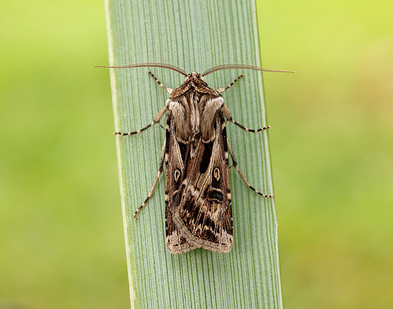 73.322 BF2085 Archer's Dart Agrotis vestigialis