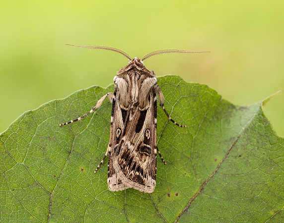 73.322 BF2085 Archer's Dart Agrotis vestigialis