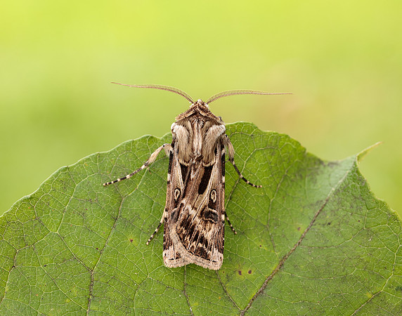 73.322 BF2085 Archer's Dart Agrotis vestigialis