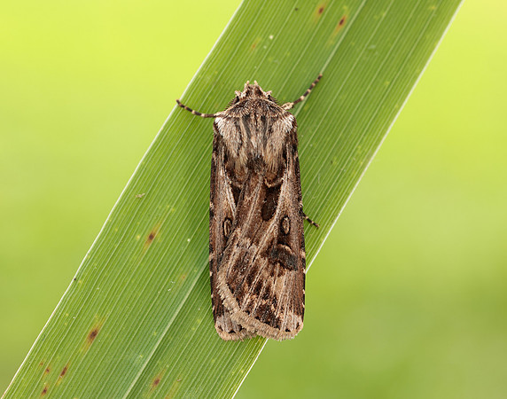73.322 BF2085 Archer's Dart Agrotis vestigialis