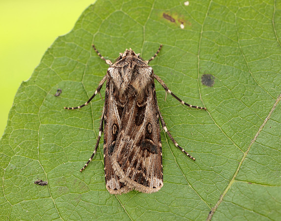 73.322 BF2085 Archer's Dart Agrotis vestigialis