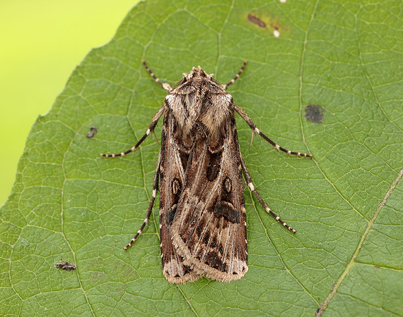 73.322 BF2085 Archer's Dart Agrotis vestigialis