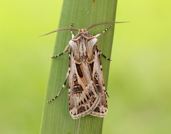 73.322 BF2085 Archer's Dart Agrotis vestigialis