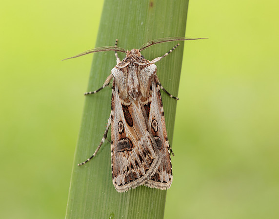 73.322 BF2085 Archer's Dart Agrotis vestigialis