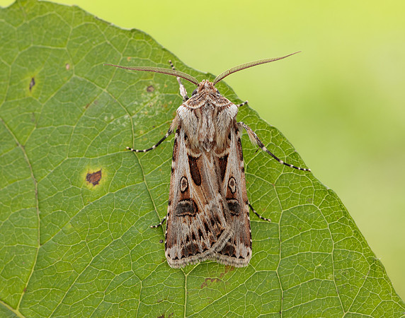 73.322 BF2085 Archer's Dart Agrotis vestigialis