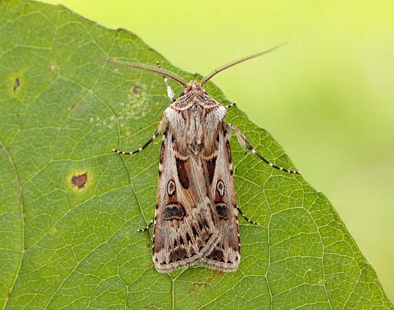 73.322 BF2085 Archer's Dart Agrotis vestigialis