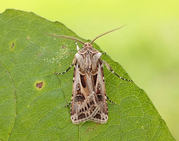 73.322 BF2085 Archer's Dart Agrotis vestigialis