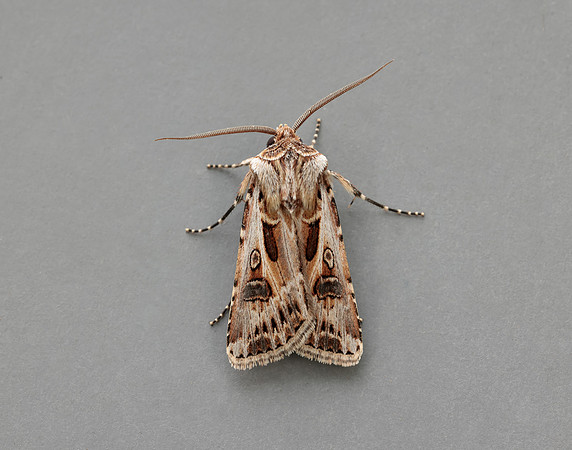 73.322 BF2085 Archer's Dart Agrotis vestigialis