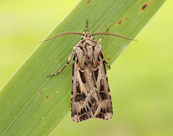 73.322 BF2085 Archer's Dart Agrotis vestigialis