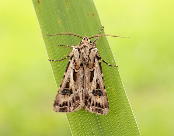 73.322 BF2085 Archer's Dart Agrotis vestigialis