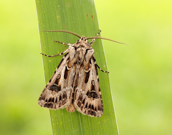 73.322 BF2085 Archer's Dart Agrotis vestigialis