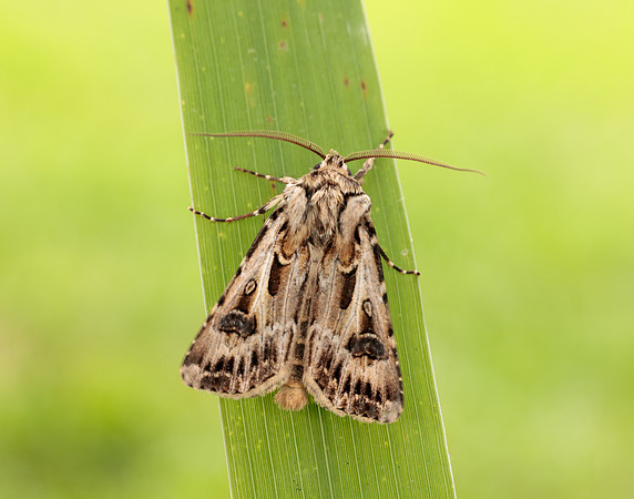 73.322 BF2085 Archer's Dart Agrotis vestigialis