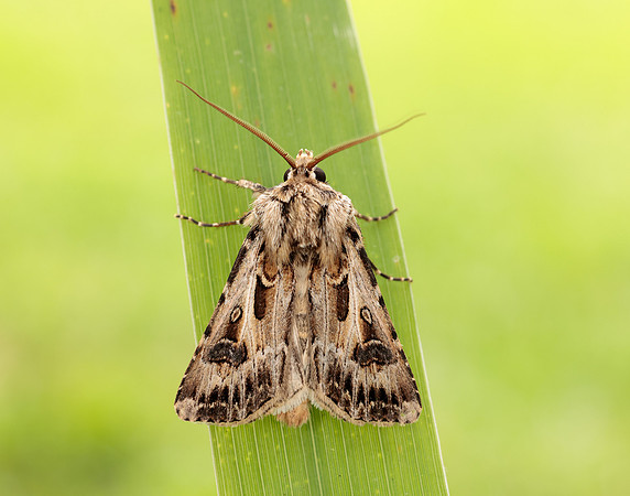 73.322 BF2085 Archer's Dart Agrotis vestigialis