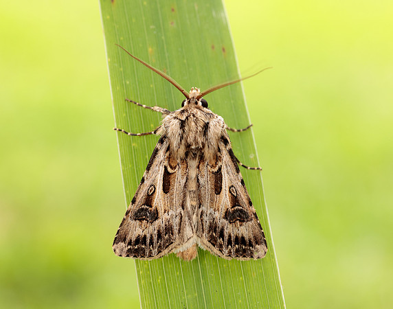 73.322 BF2085 Archer's Dart Agrotis vestigialis