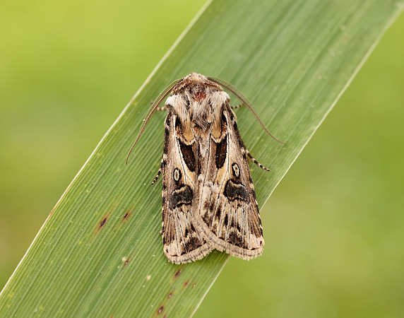 73.322 BF2085 Archer's Dart Agrotis vestigialis