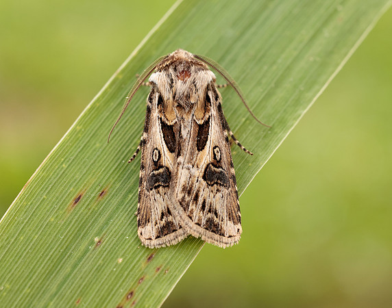 73.322 BF2085 Archer's Dart Agrotis vestigialis