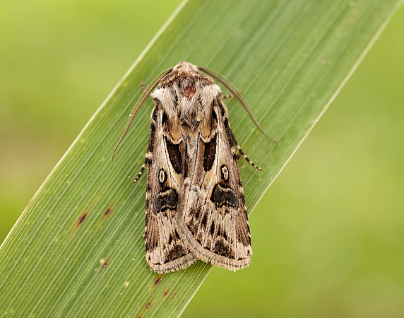 73.322 BF2085 Archer's Dart Agrotis vestigialis