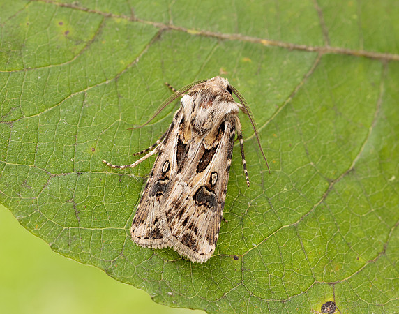 73.322 BF2085 Archer's Dart Agrotis vestigialis