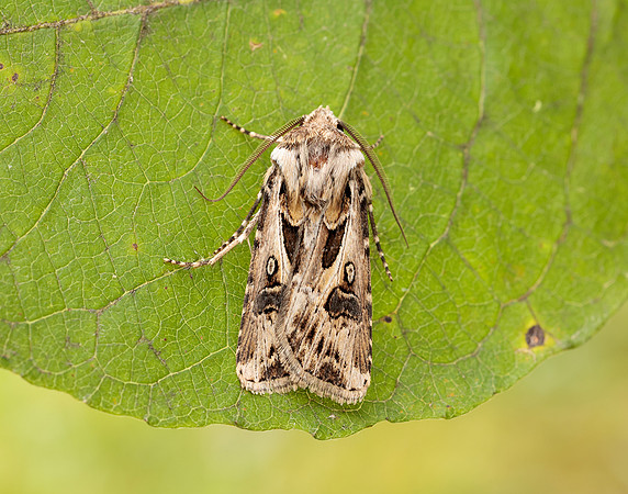 73.322 BF2085 Archer's Dart Agrotis vestigialis