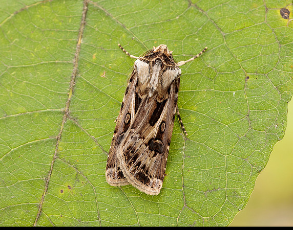 73.322 BF2085 Archer's Dart Agrotis vestigialis