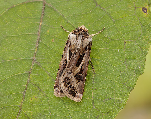 73.322 BF2085 Archer's Dart Agrotis vestigialis