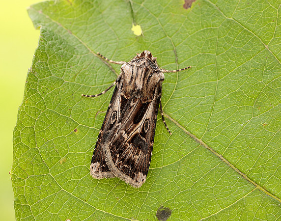 73.322 BF2085 Archer's Dart Agrotis vestigialis