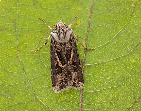 73.322 BF2085 Archer's Dart Agrotis vestigialis