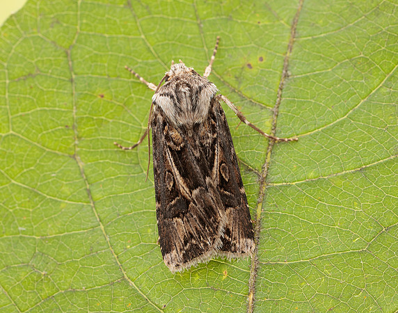 73.322 BF2085 Archer's Dart Agrotis vestigialis