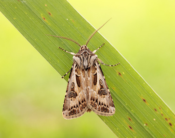 73.322 BF2085 Archer's Dart Agrotis vestigialis