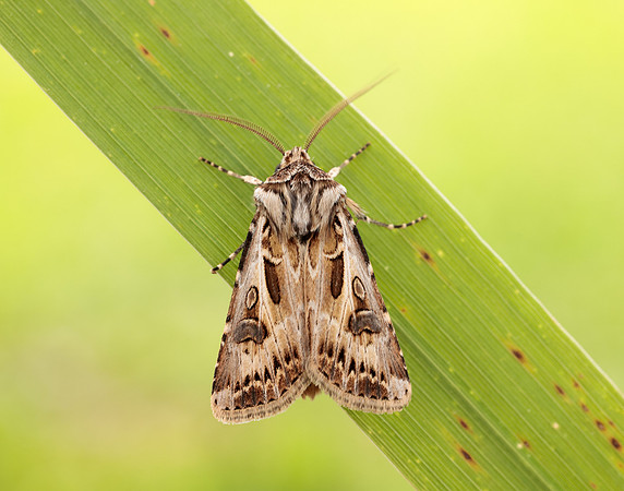 73.322 BF2085 Archer's Dart Agrotis vestigialis