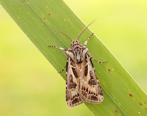 73.322 BF2085 Archer's Dart Agrotis vestigialis