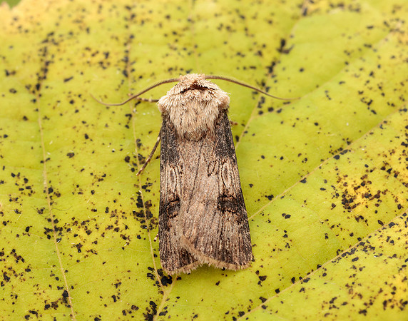 73.325 BF2092 Shuttle-shaped Dart Agrotis puta