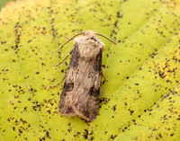 73.325 BF2092 Shuttle-shaped Dart Agrotis puta